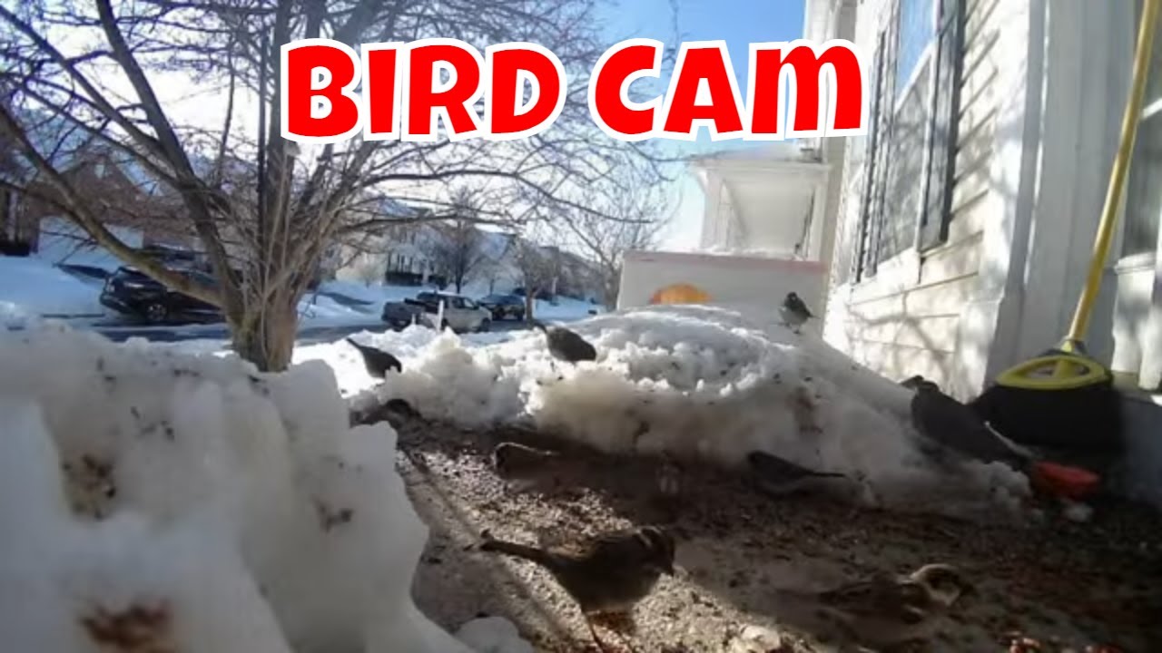 Live Bird Cam For Sunday!