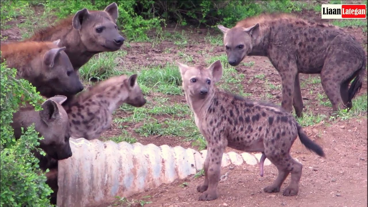 Spotted Hyena clan interacting at their den site