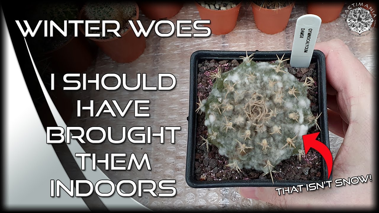 Cactus Casualties in the Greenhouse After the Freeze | #Cactus & #Succulent Collection