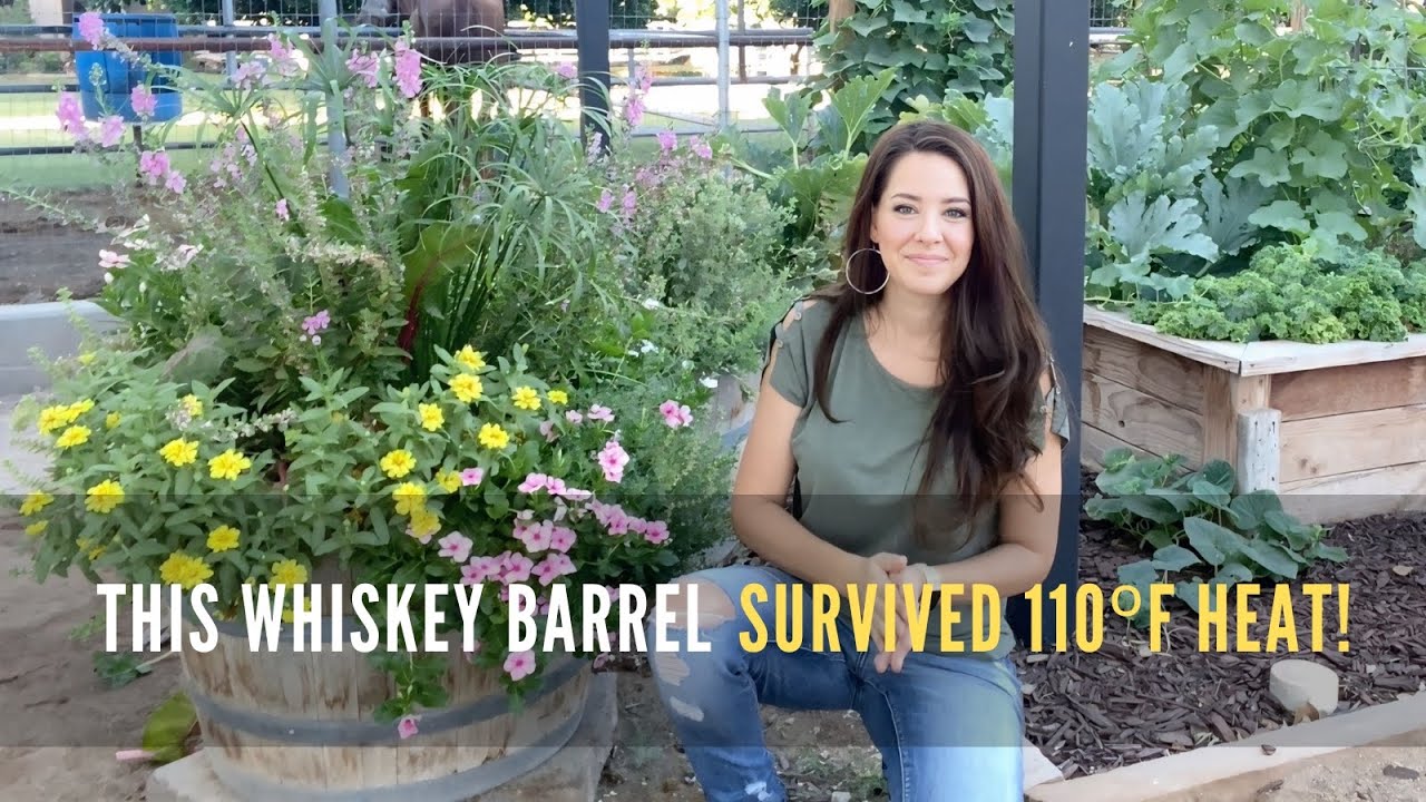 Arizona Heat Killed Everything Except This Barrel Garden