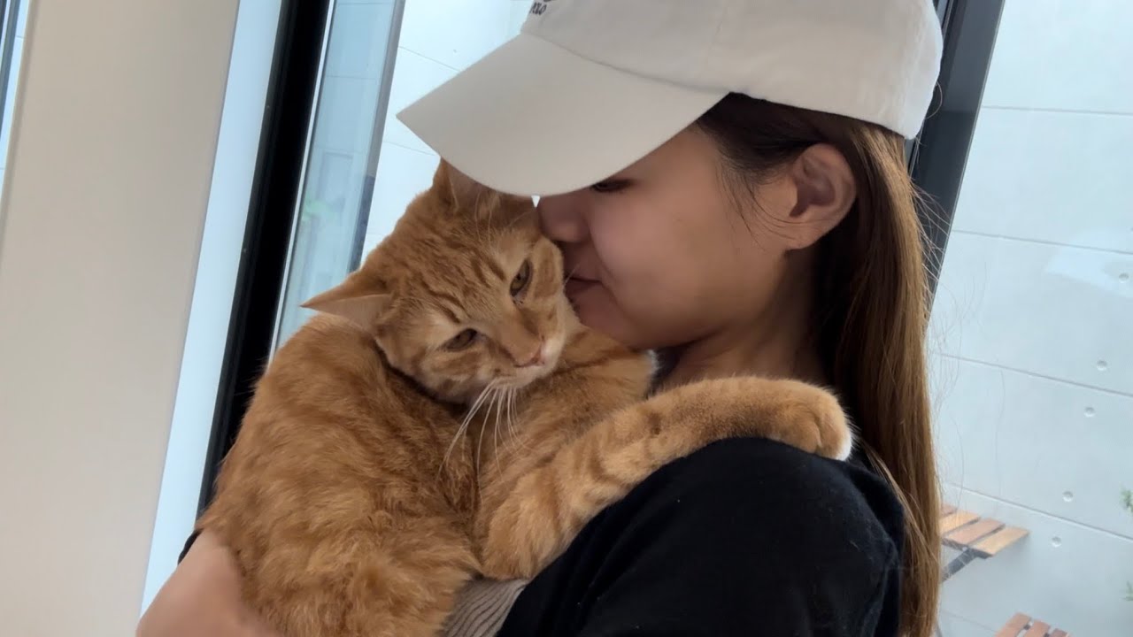 朝から寝るまでママにべったりな超甘えん坊猫はコチラです【とらまる】