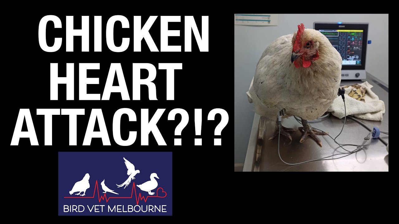 Chicken heart attack?  Can you check a chicken's heart?