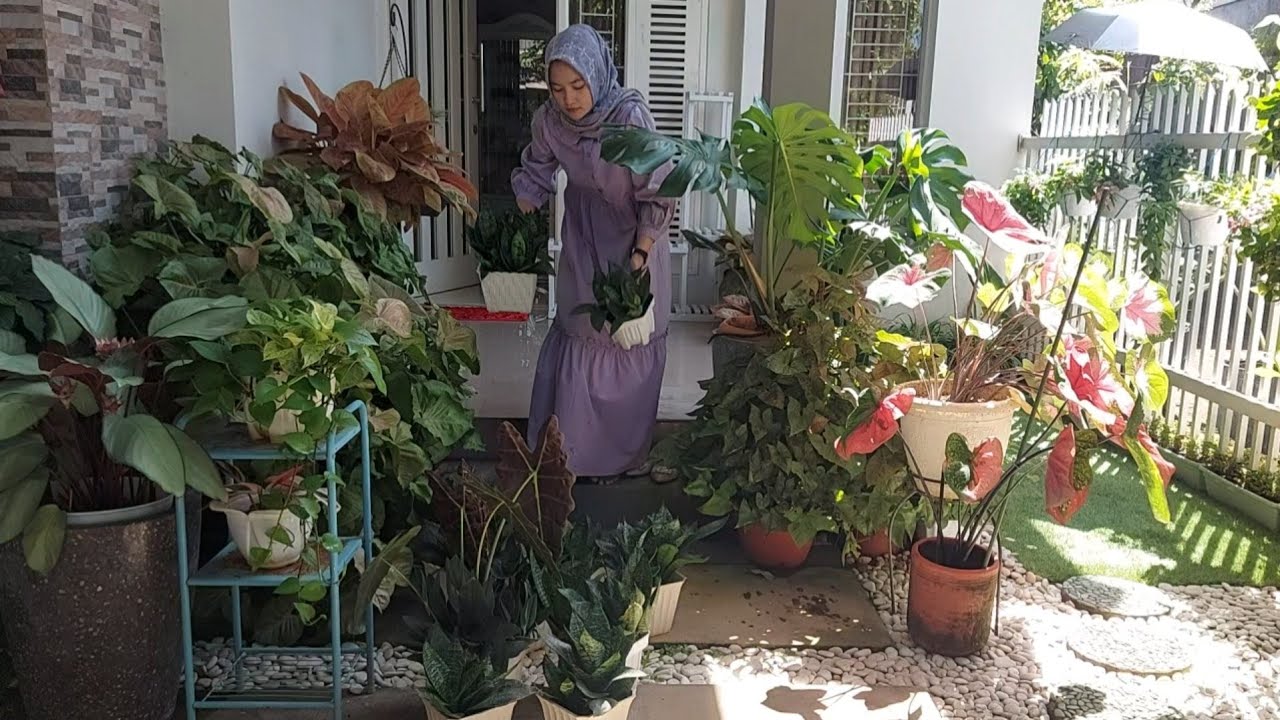 Merawat tanaman hias di teras depan | panen sayur jumbo