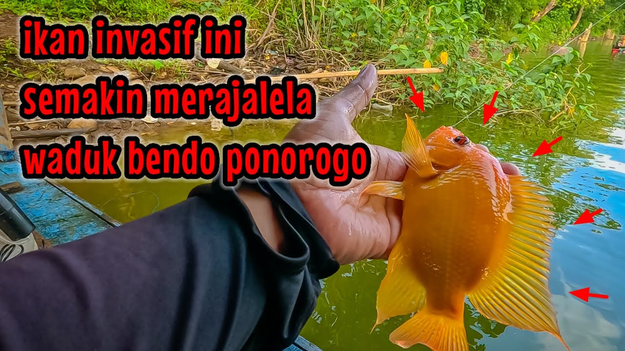 MISI PERTAMA DI WADUK BENDO PONOROGO‼️ KITA BURU IKAN HAMA INI || mancing ikan red devil nahol mania