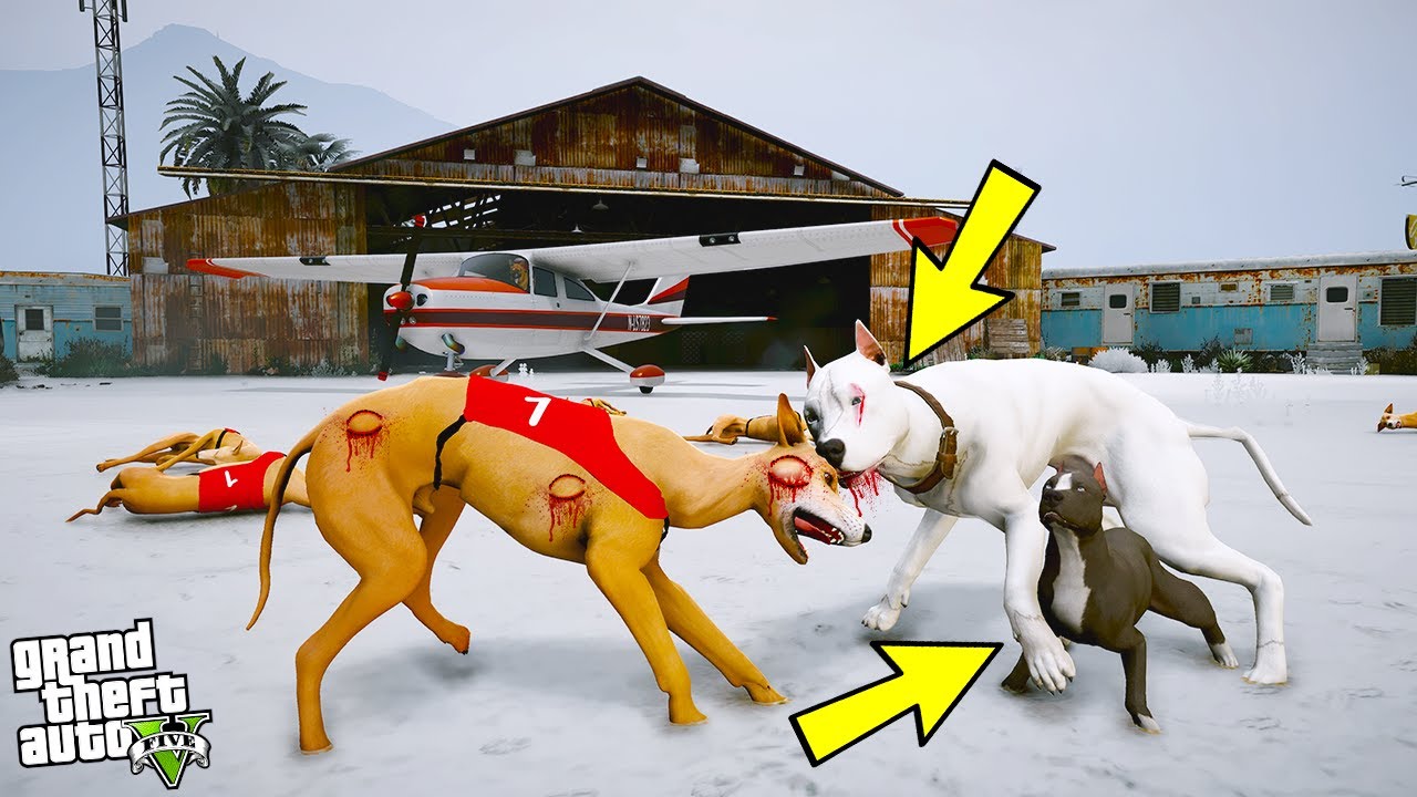 YAVRU PİTBULL BABASI BEYAZ PİTBULL JACK'LE TAZI SÜRÜSÜYLE DÖVÜŞÜYOR! - GTA 5