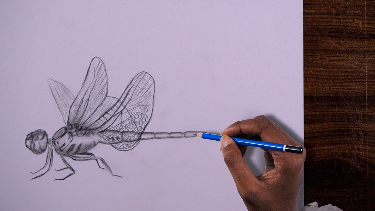 DRAGONFLY DRAWING time-lapse