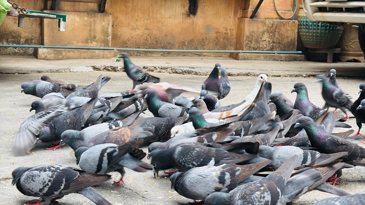 A flock of pigeons descends to find food.