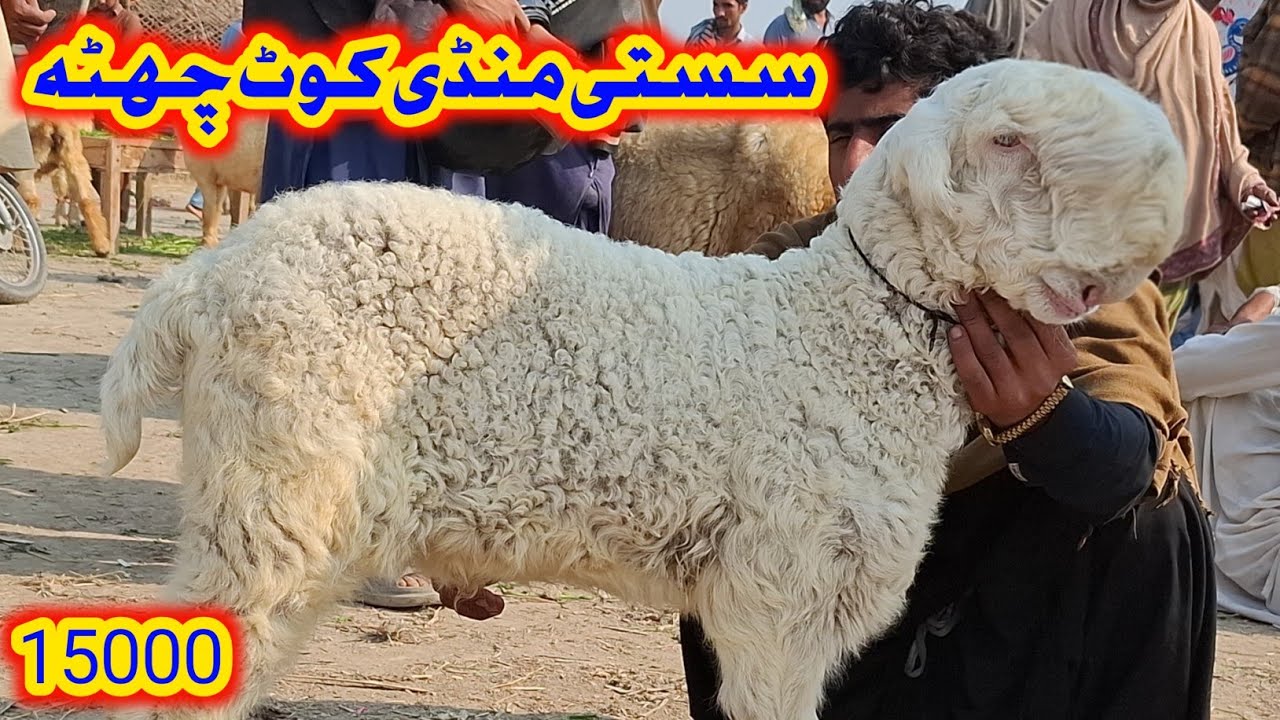 پاکستان کی سستی مندرا منڈی کوٹ چھٹہ کا وزٹ | رمضان المبارک کی آمد  | ریٹ گر گئے جلدی خریداری کر لو 