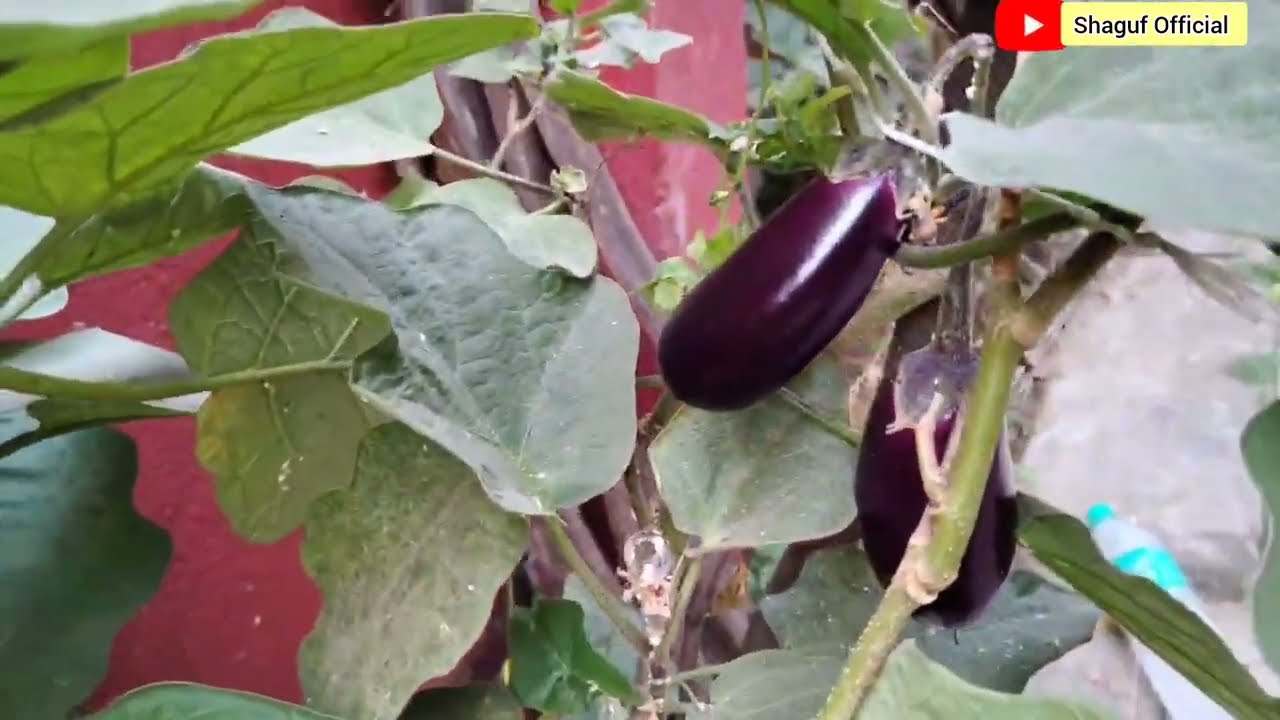 My Vegetable Garden 
