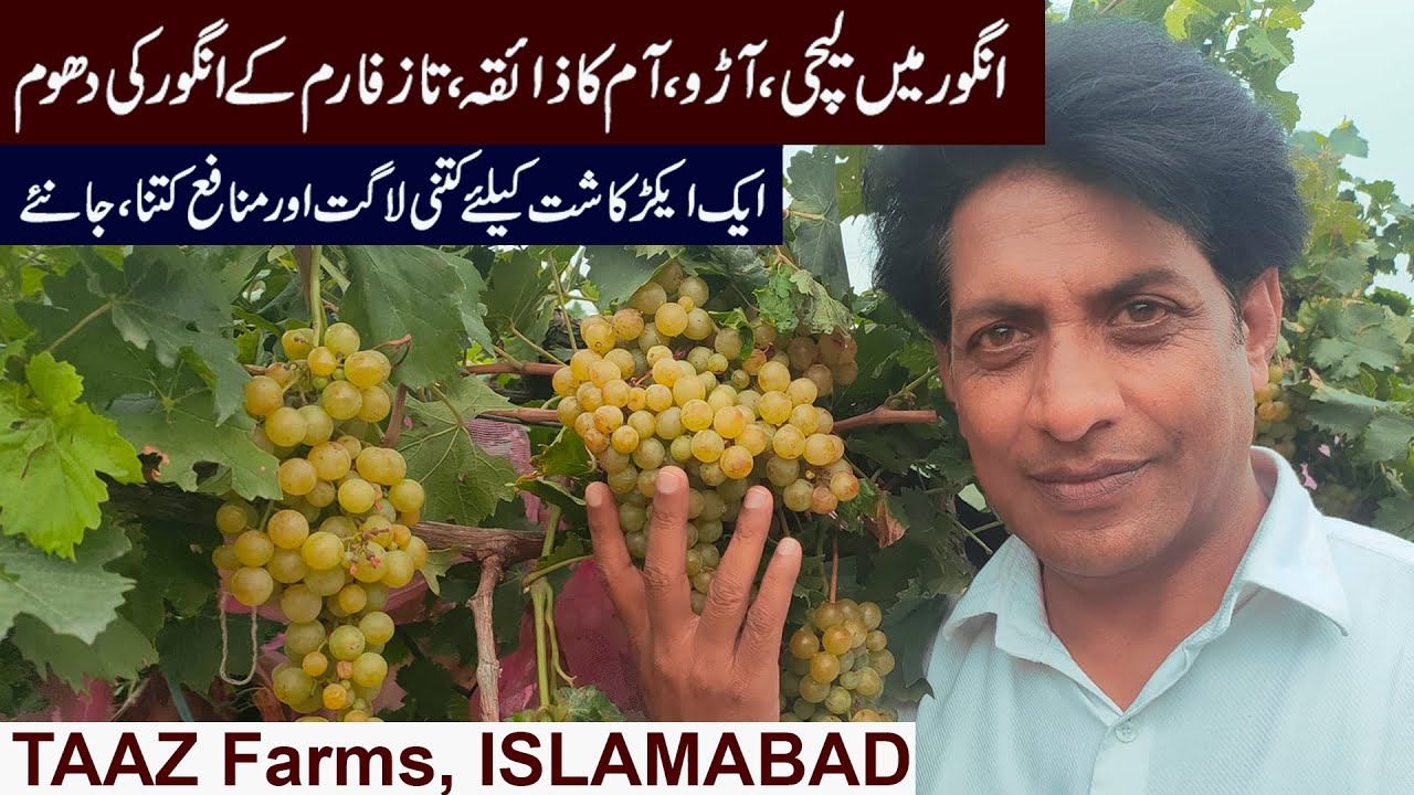 Multi Flavored Grapes Farm in Islamabad | Budgetary Estimates for Building Grapes Farm | July 2022