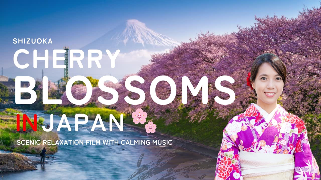 SHIZUOKA Cherry blossoms  in Japan 4K