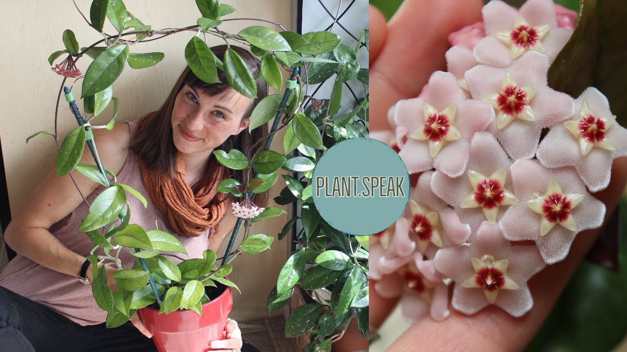 Hoya Carnosa in bloom! wax plant/porcelain flower/propagation methods/how to get blooms/