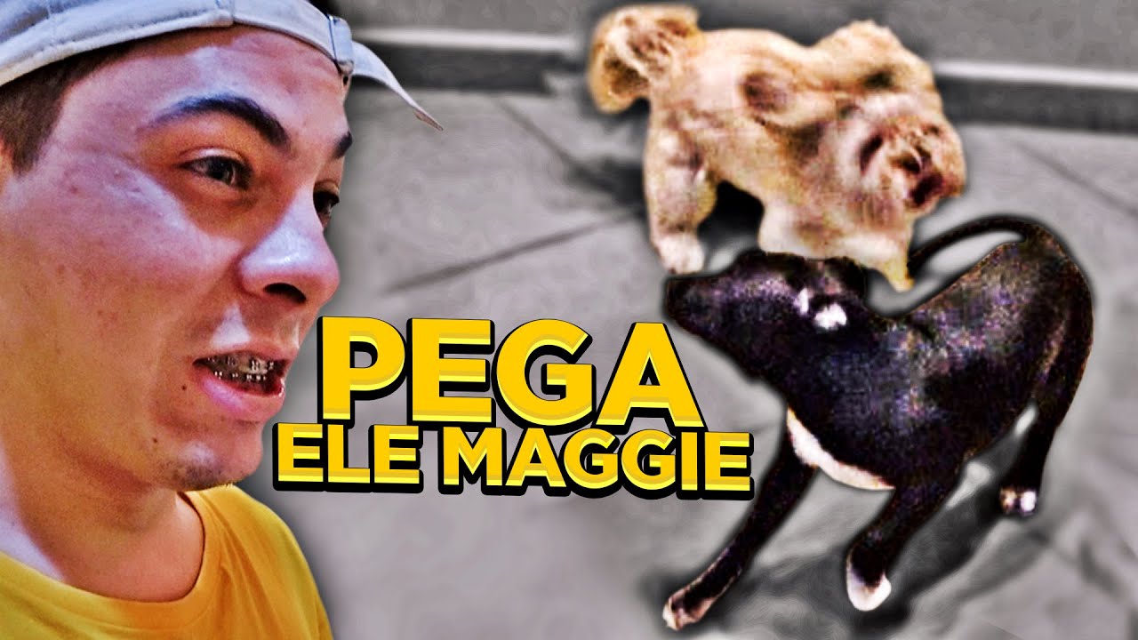 NOSSO PITBULL JÁ COMEÇOU DESTRUIR AS COISAS