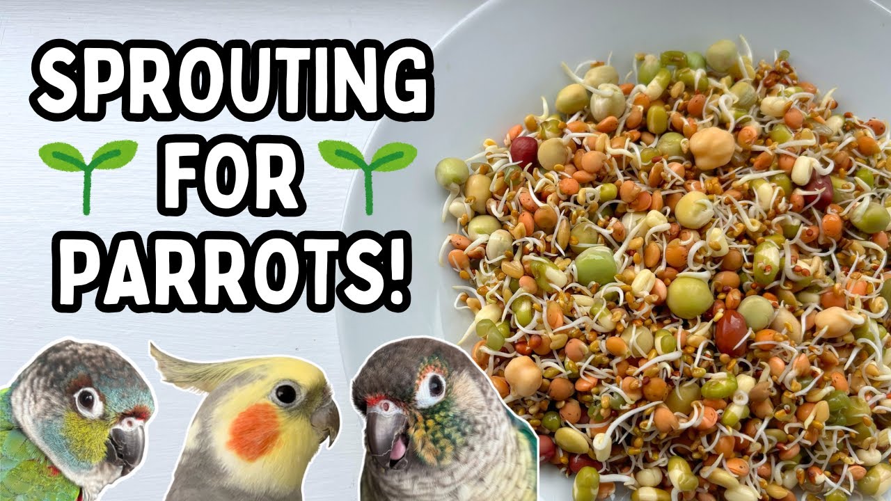 How to Sprout Seeds for Your Parrot | Sprouting for Pet Birds - Healthy Food | BirdNerdSophie