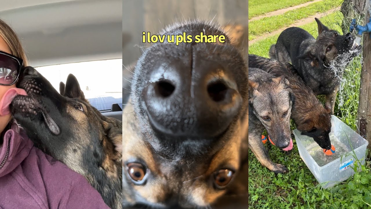 German Shepherd Compilation
