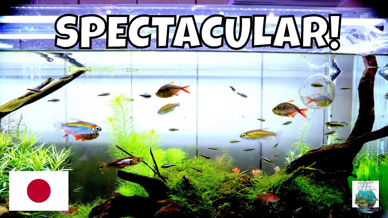 SPECTACULAR Japanese Fish Store Tour!