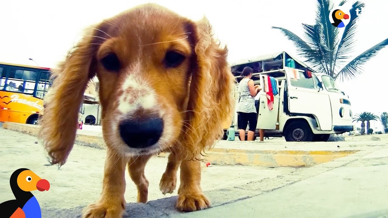 Man Rescues Street Dog on Road Trip And Takes Her on a Wild Adventure - ALASKA | The Dodo