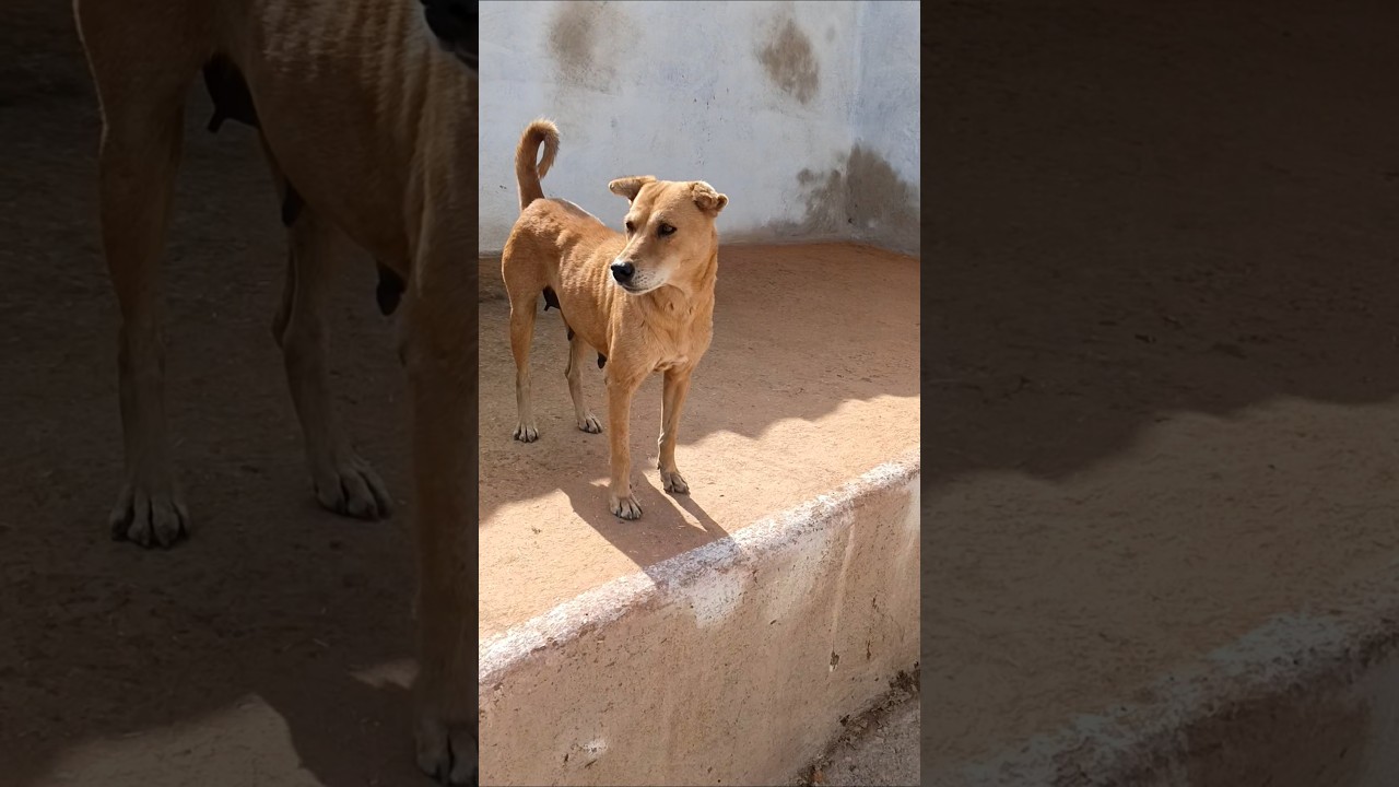 Champi Dog Went Full Barking Mode 😤🐶 | Funny Dog Short