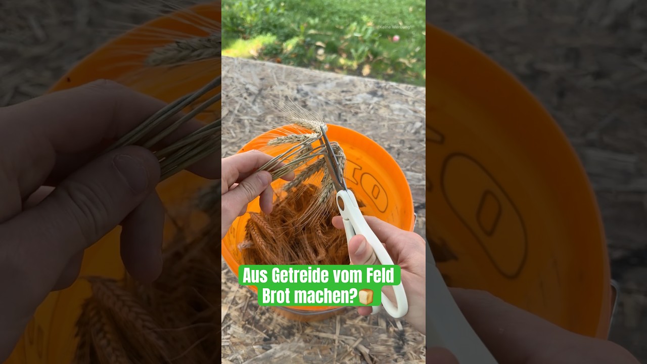 Aus Getreide vom Feld Brot herstellen?😱👨🏻&zwj;🌾 #landwirtschaft #getreide #experiment #brot #weizen