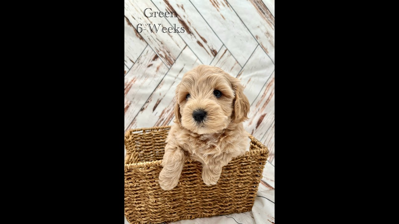 Honey and Lucy Maltipoo Pups- 7&8 weeks - spoken for