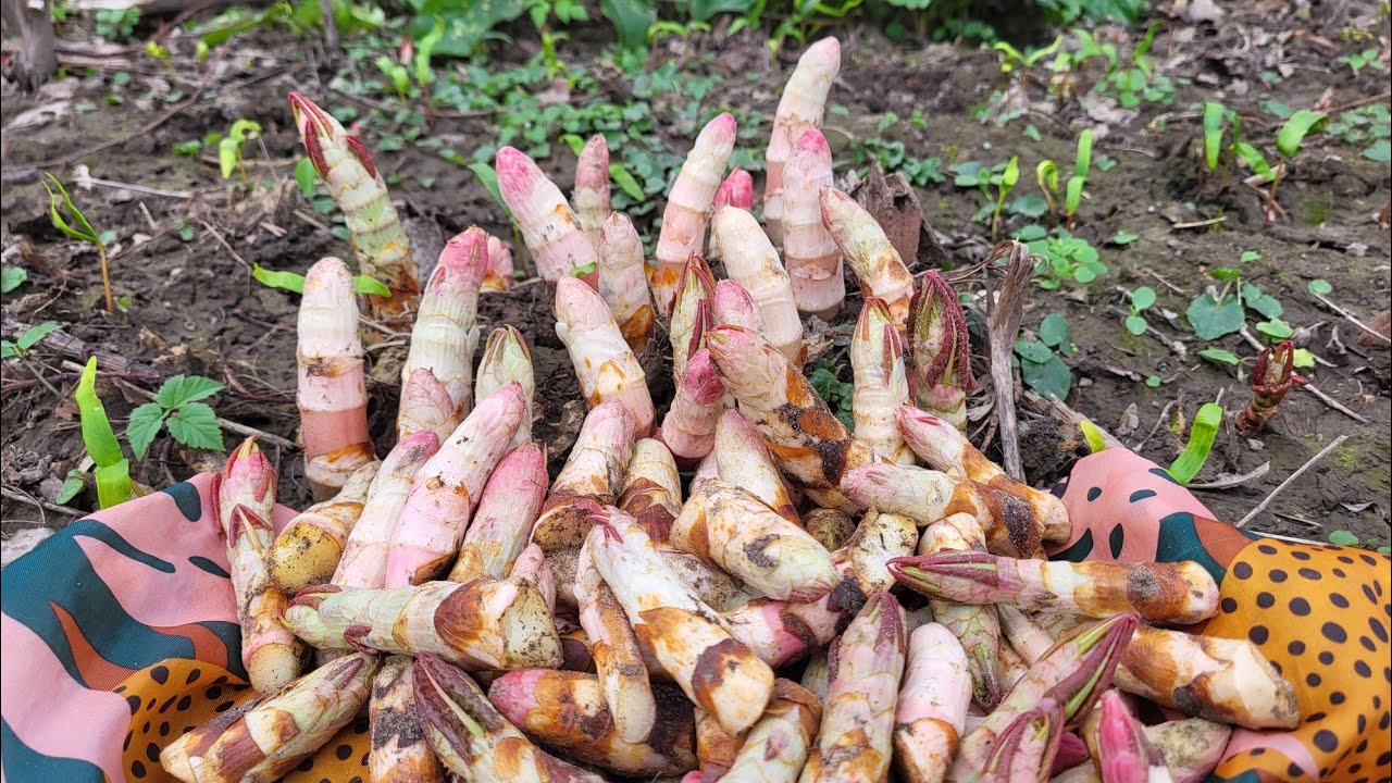 ขุดผักบุ้งฝรั่งหน่อไม้ฝรั่งโผล่ยอดสีชมพู่อ่อนๆใหญ่ๆอวบๆผักบุ้งต่างแดน