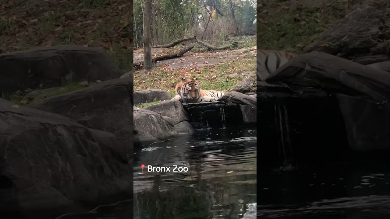 Bronx Zoo NYC 
