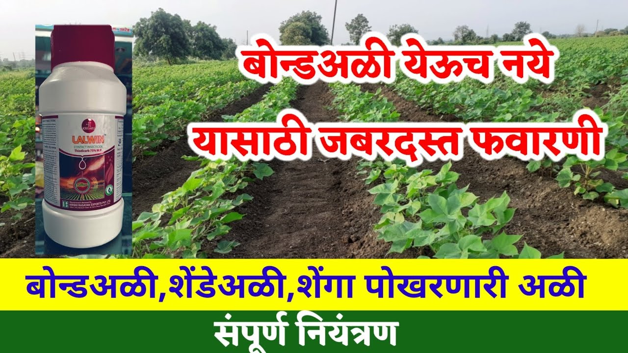 बोन्डअळी येऊ नये यासाठी कोणती फवारणी करावी । लालविन एक उत्तम अंडीनाशक । Lalvin insecticide