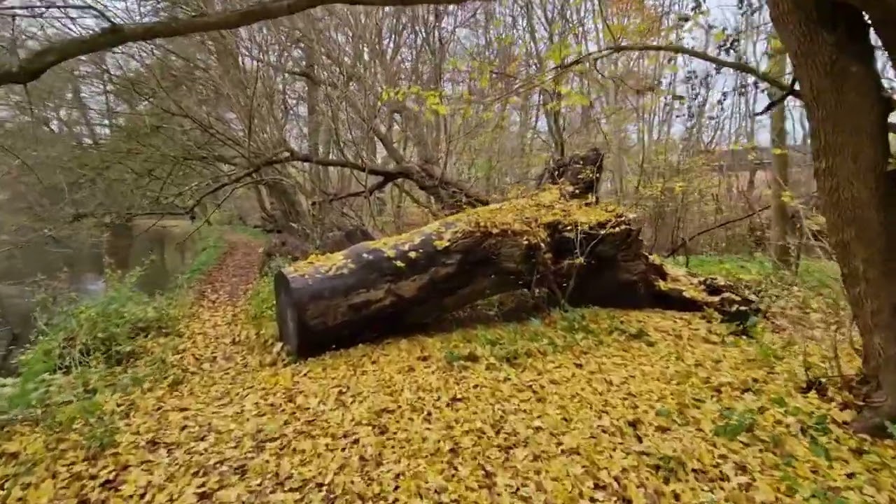 22. november 2023 N&aelig;stved - Herlufsholmskoven (Lammehave)