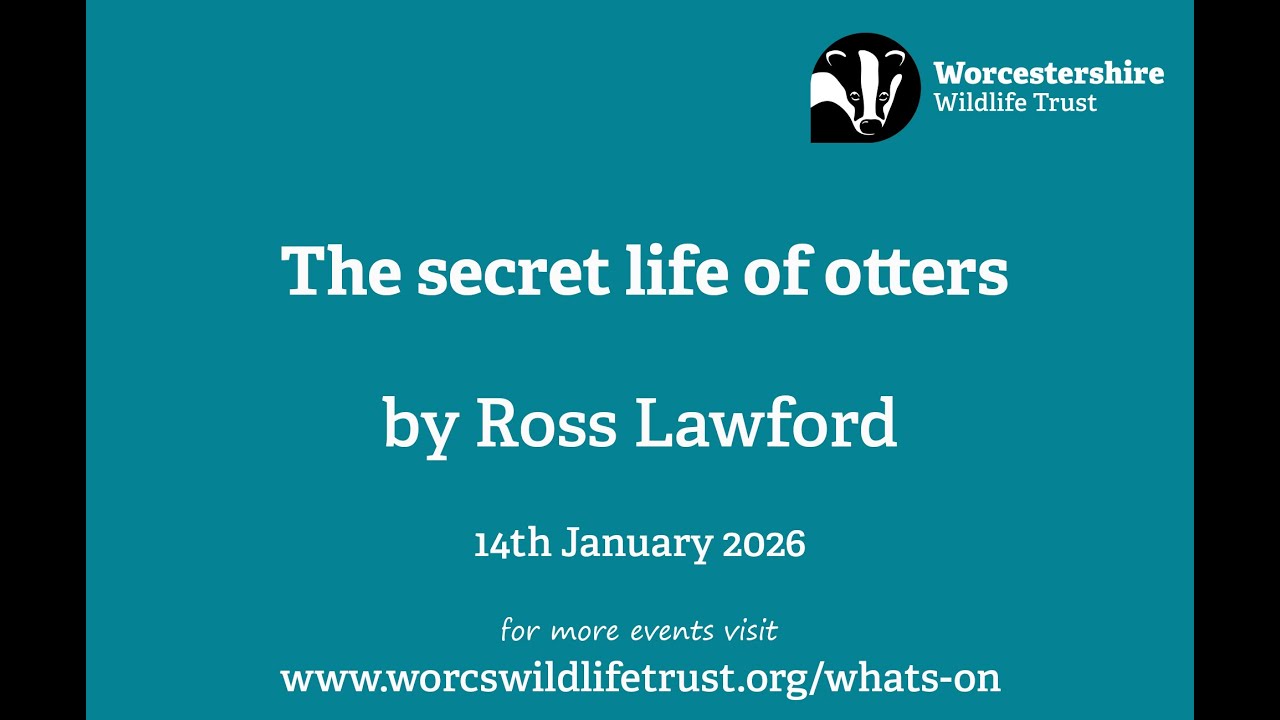 The secret life of otters by Ross Lawford