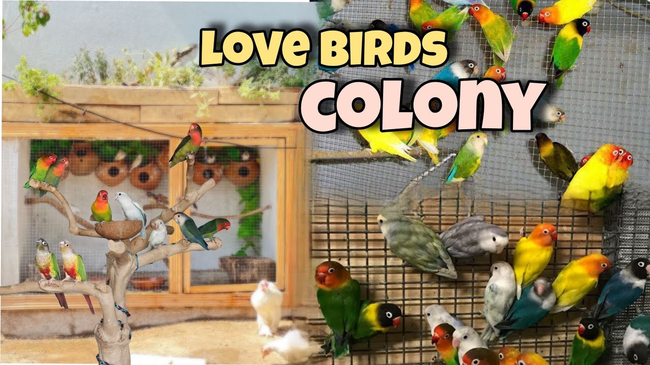 MashaAllah! Mini Aviary Mein New Love Birds Colony??😍😍