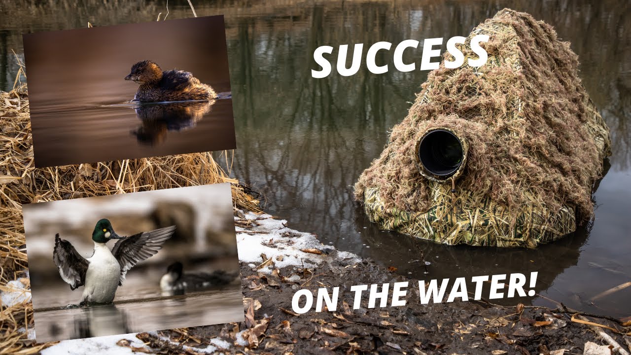 WILDLIFE PHOTOGRAPHY -  GOLDENEYED DUCK and other WATERFOWL photography from my FLOATING BLIND