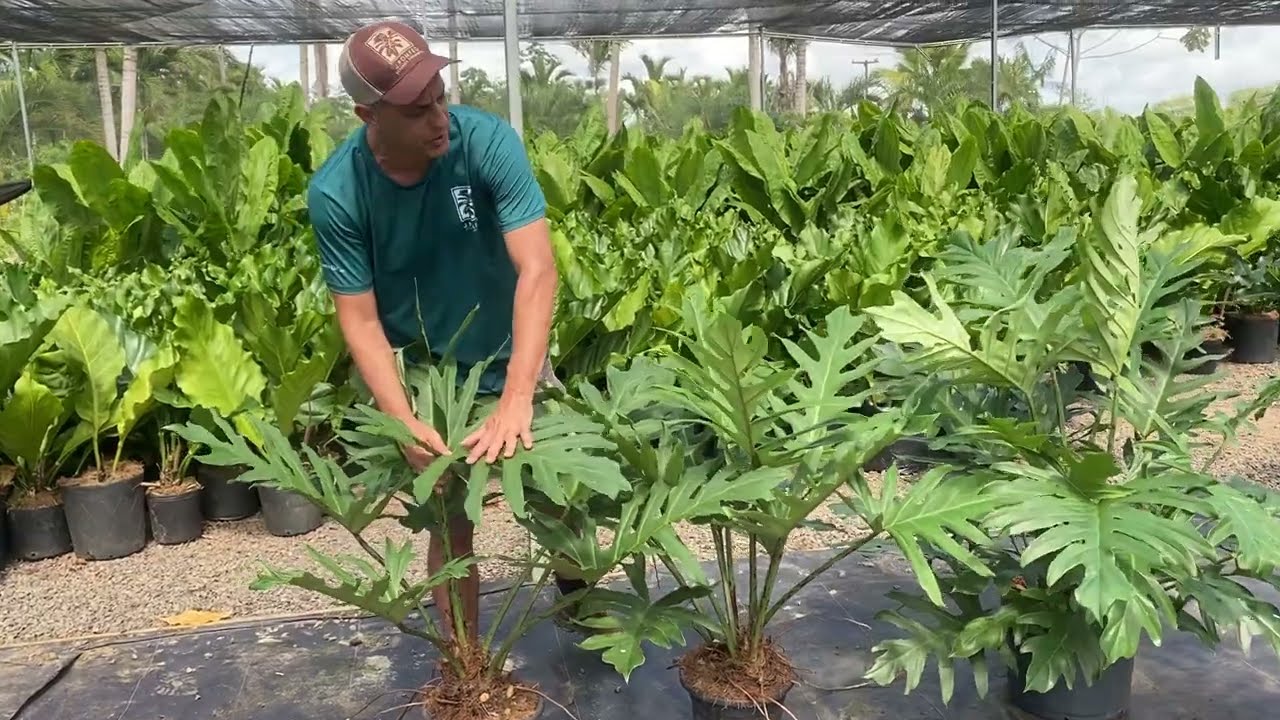 Philodendron pinnatifidum