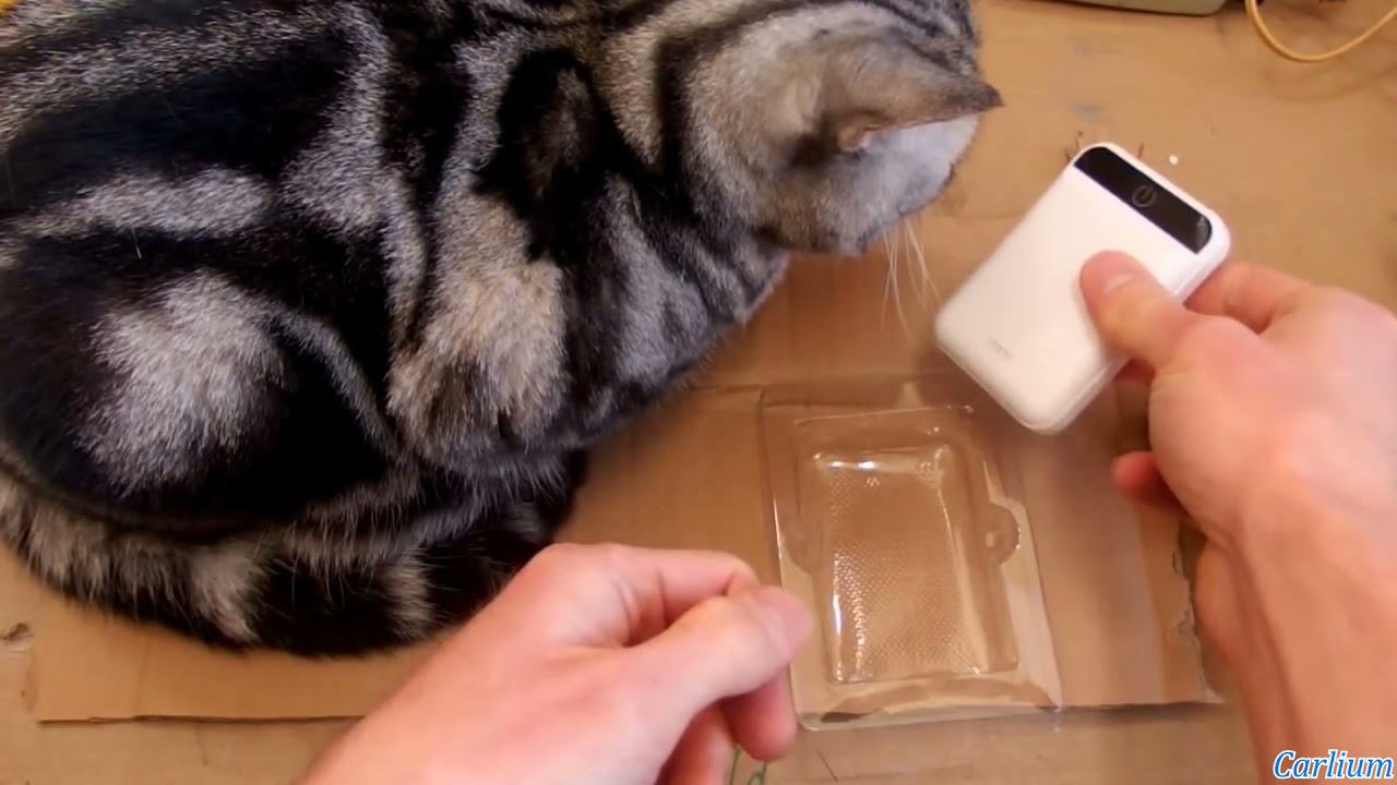YTP Diodegonecat