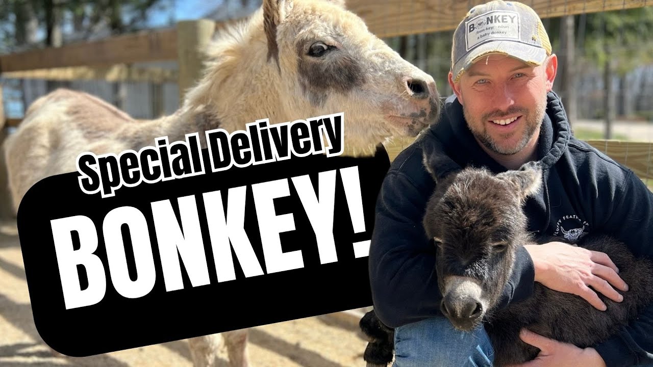 Surprise Delivery - Bonkey!!!