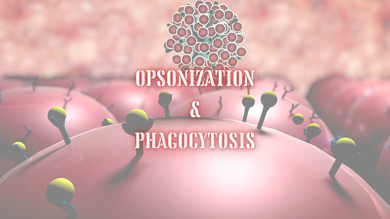 OPSONIZATION AND PHAGOCYTOSIS HD ANIMATION