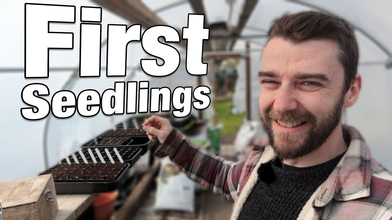 First Allotment Seedlings | New Greenhouse Floor!