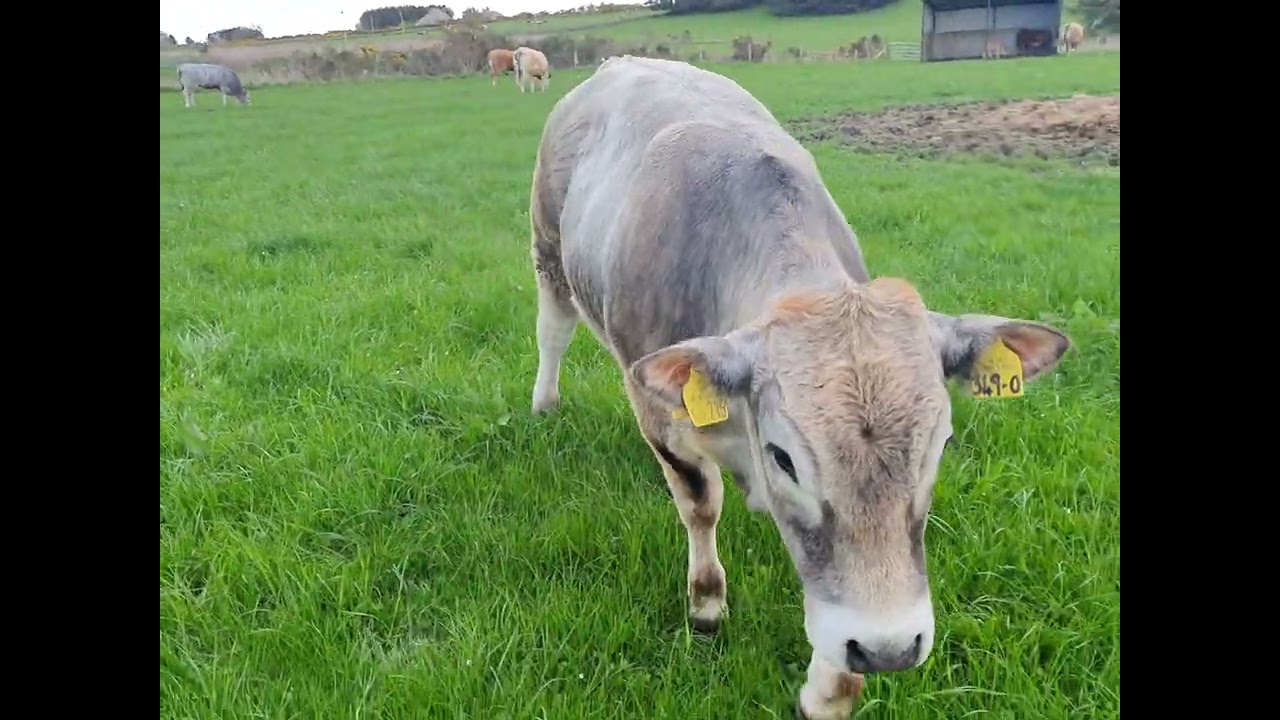 Pure Bazadaise (Ruby) and Gascon/Blue//BazadaiseX heifers