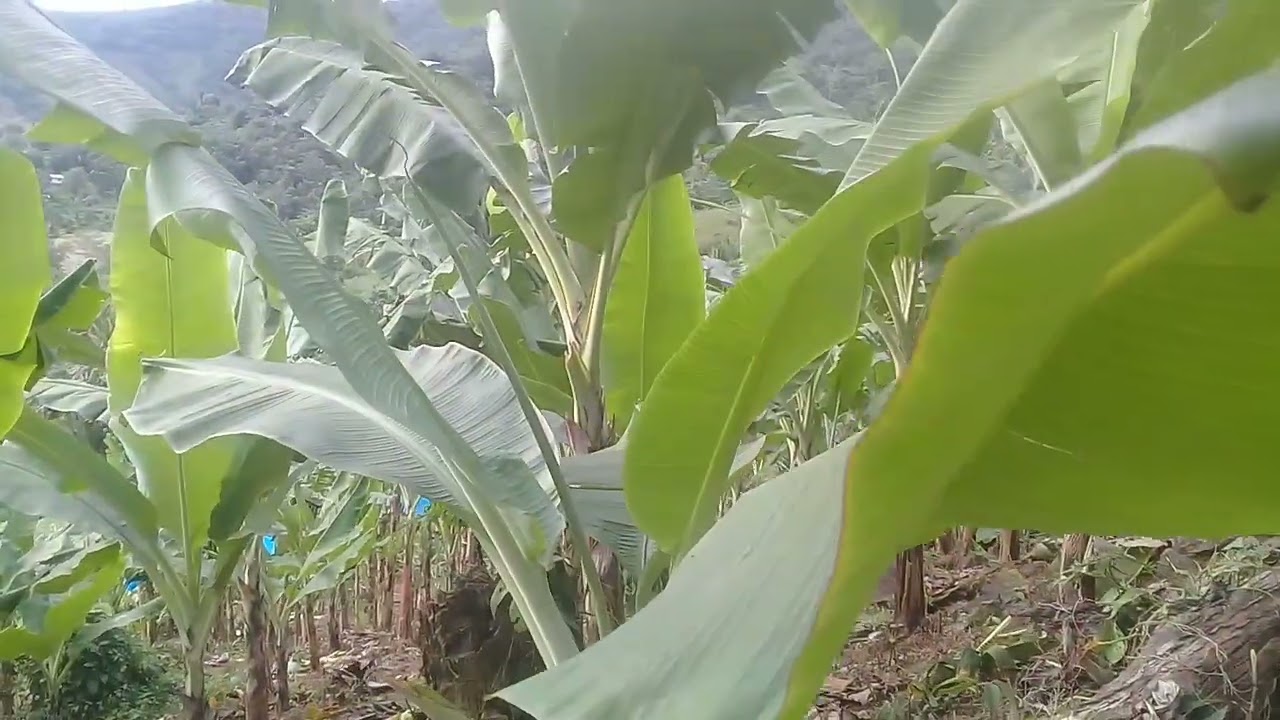 update sa ating saging dahil nag spray tayo para sa damo last week, nag lagay na tayo ng pataba.