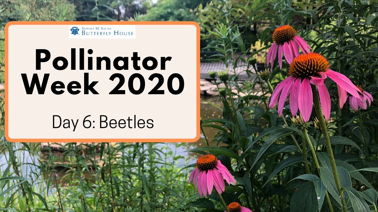 Pollinator Week 2020 - Beetles