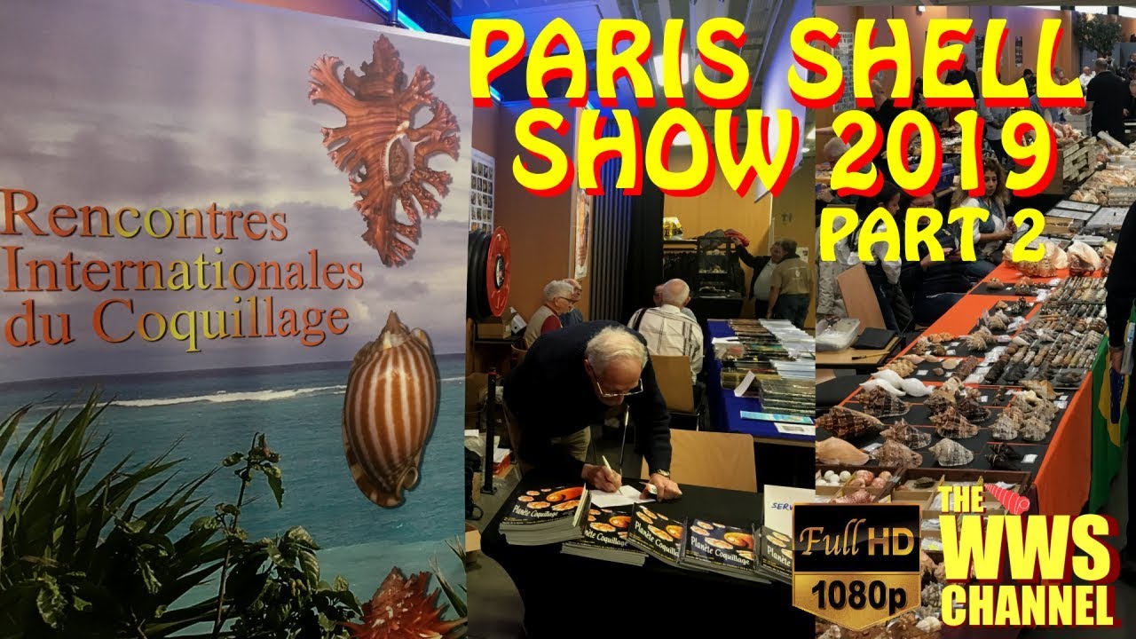 Thousands of seashells ! Paris Shell Show 2019 (France) Sea shell Collection (Part 2)