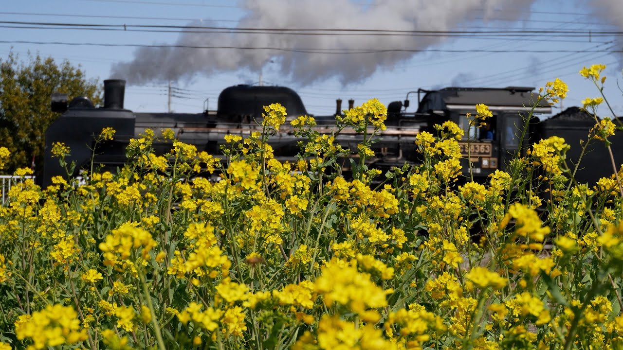 【春のパレオ】秩父鉄道 C58「SLパレオエクスプレス」梅・菜の花との共演 [Chichibu-Railway Class C58 "PALEO EXPRESS"in 20 March. 2022]