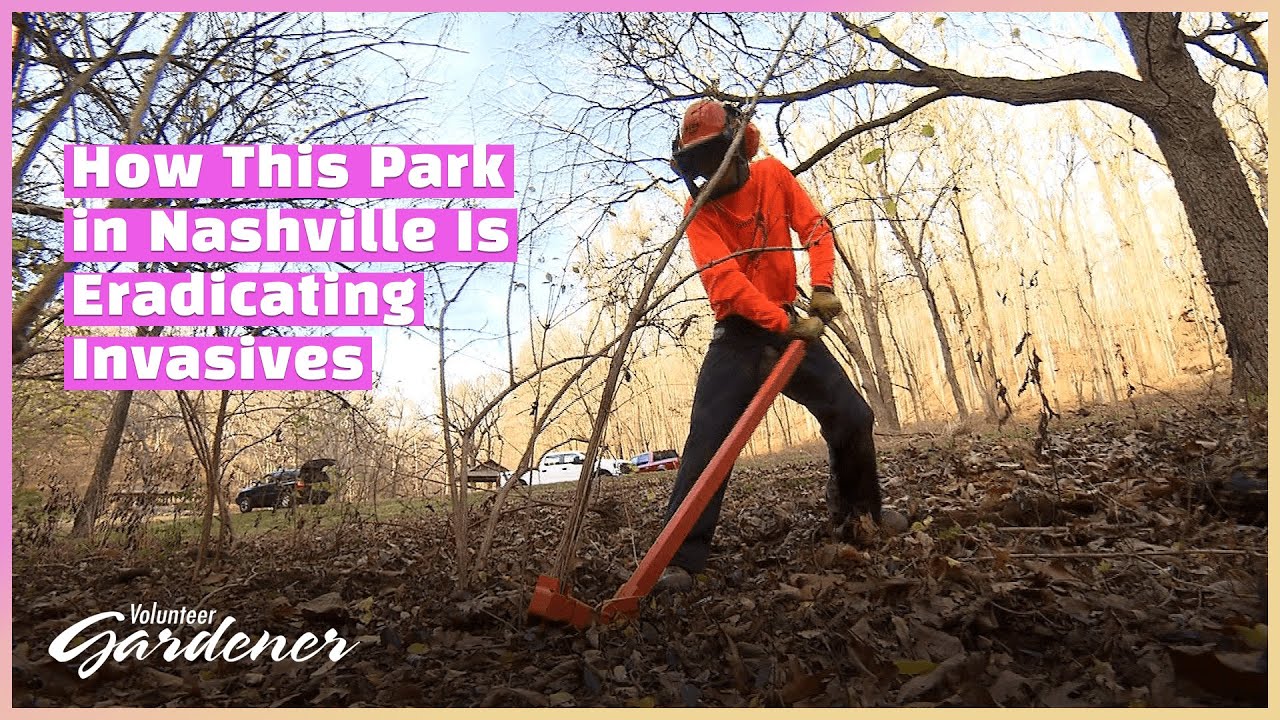 Becoming Invasive Free | Volunteer Gardener