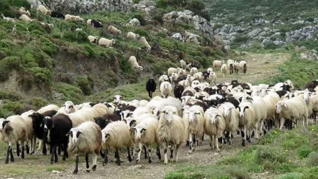ΣΚΑΡΟΣ
