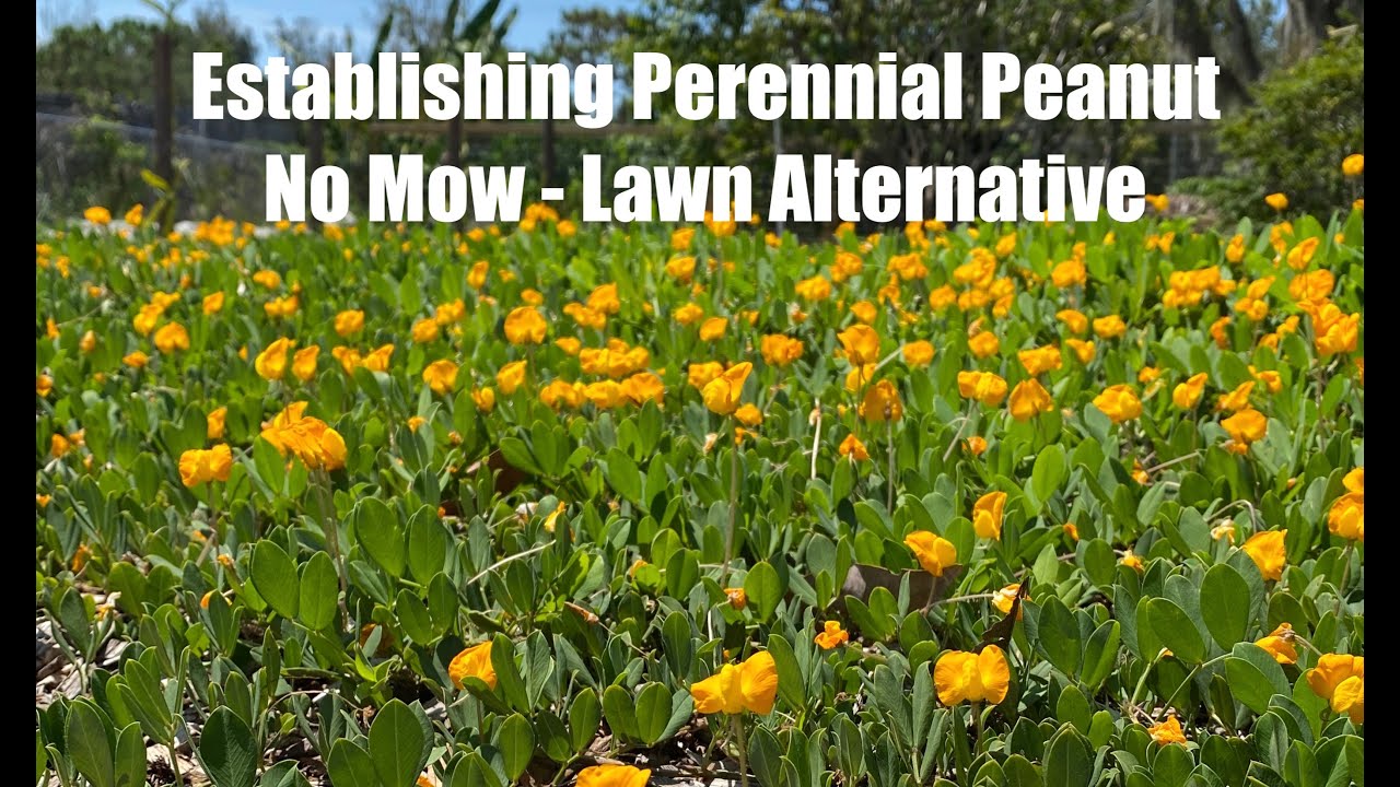 Establishing Perennial Peanut - Lawn Alternative Ground Cover for Florida