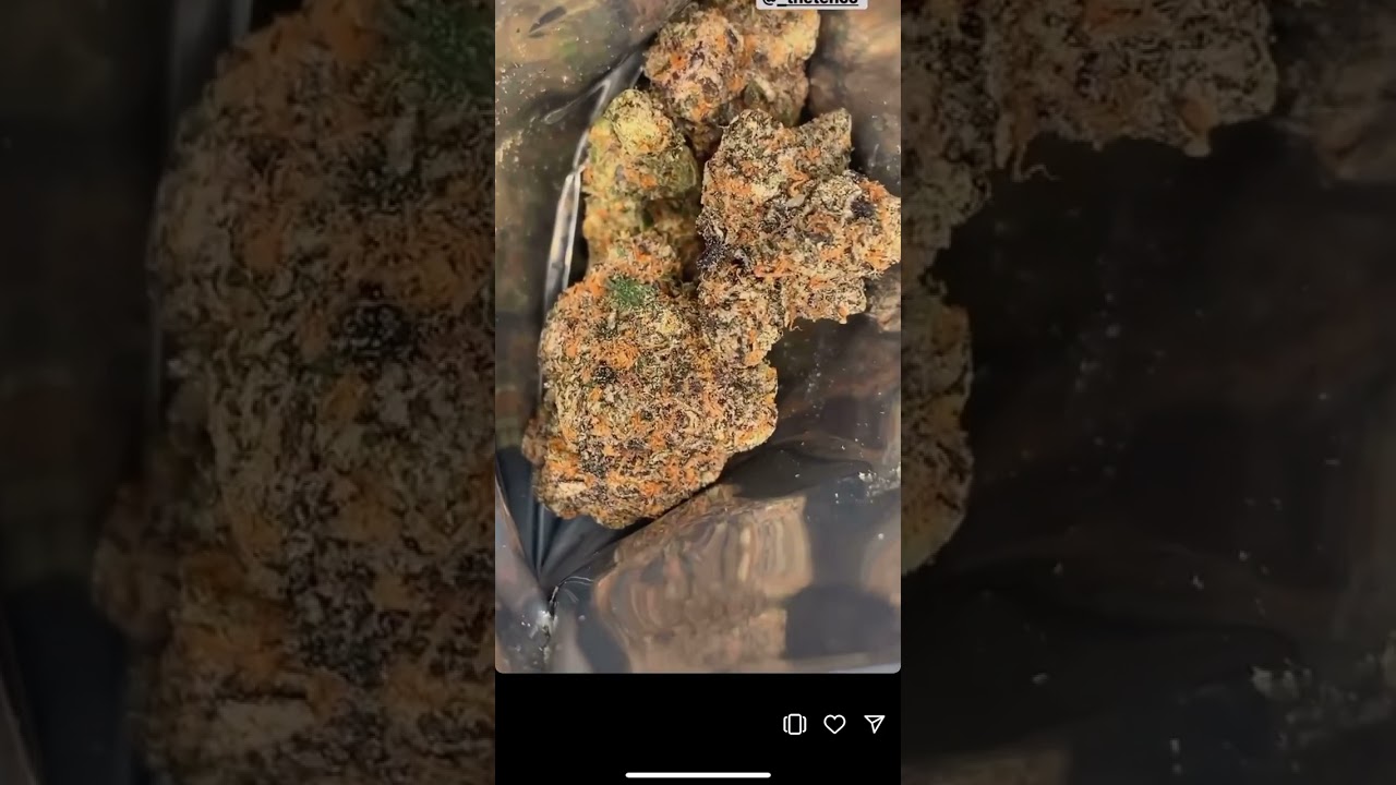 WAGYU - Girl Scout Cookies x Sunset Sherbet) X (Motorbreath 15 x Gelato 41) #short #wagyu #weed