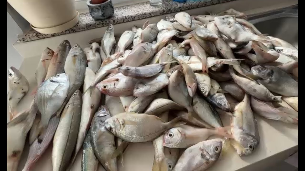 BODRUM BALIK AVIMIZDA KOLLARIMIZ KOPTU