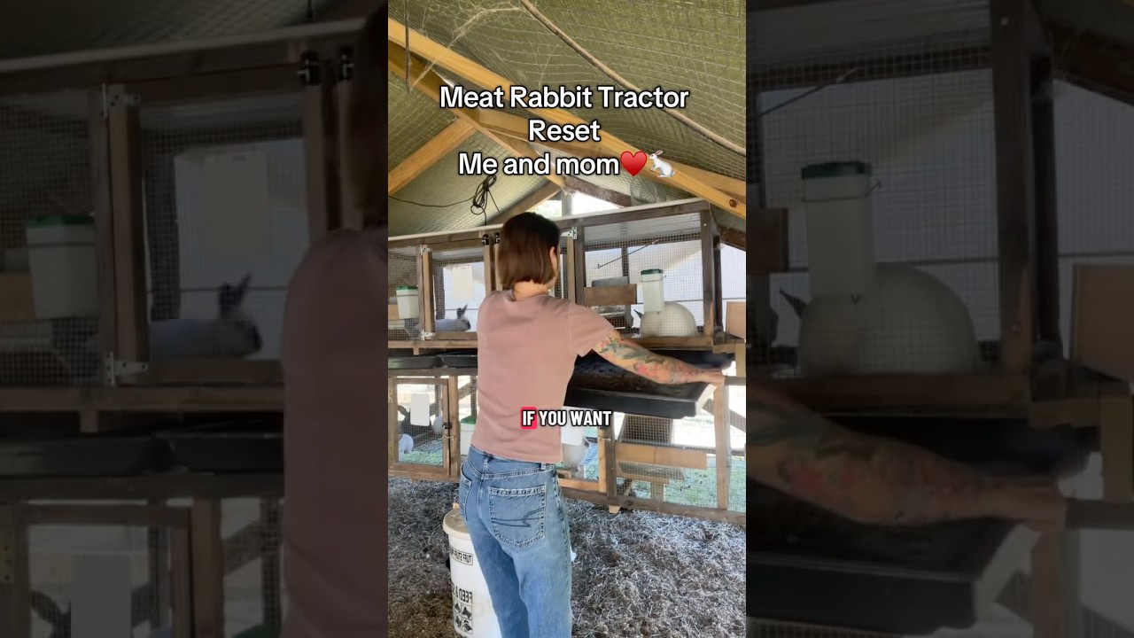 Today we cleaned out the meat rabbit tractor 🐇✨ Keeping tractors clean is one of the keys to