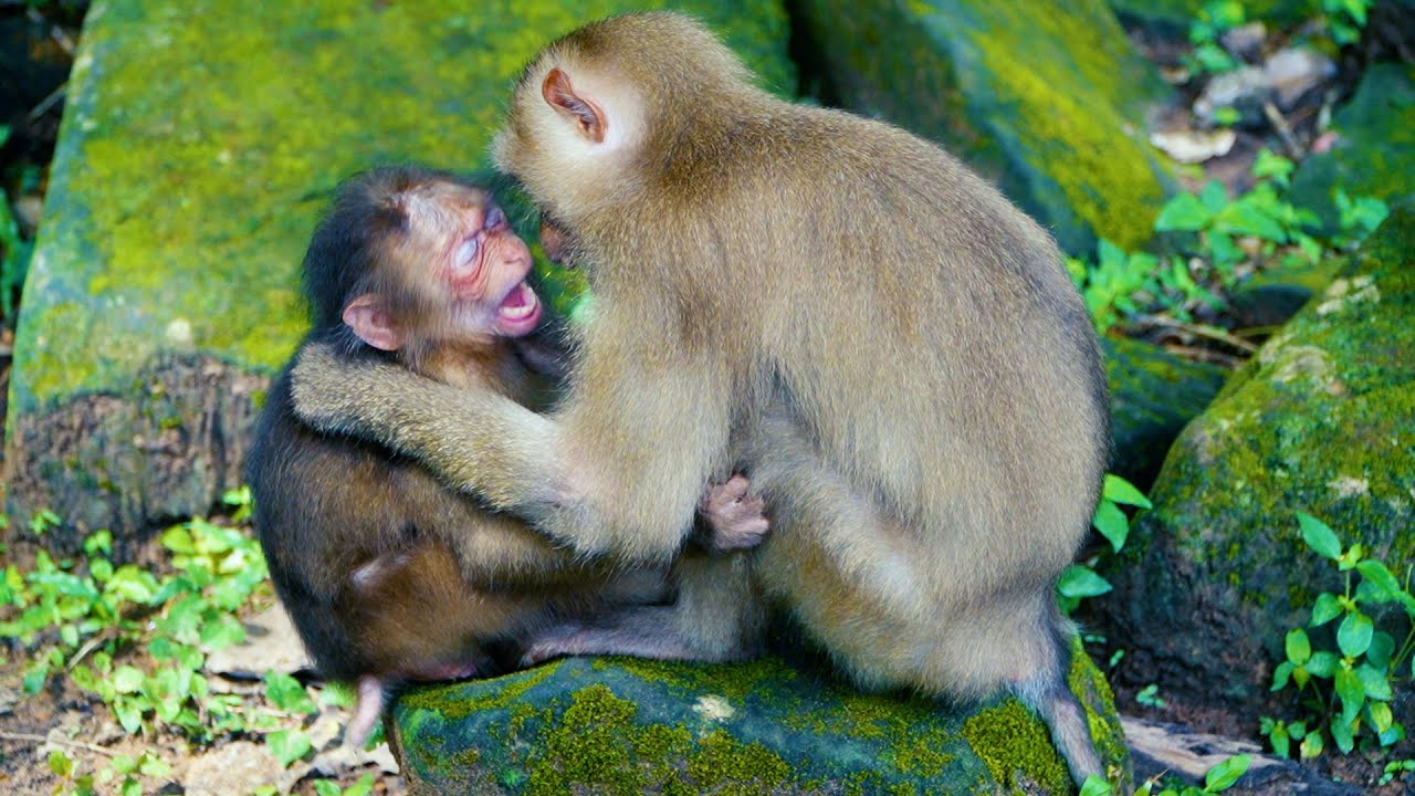 Abandoned Little Monkey Baila Get New Friend ____ She Really Enjoy With Her Day