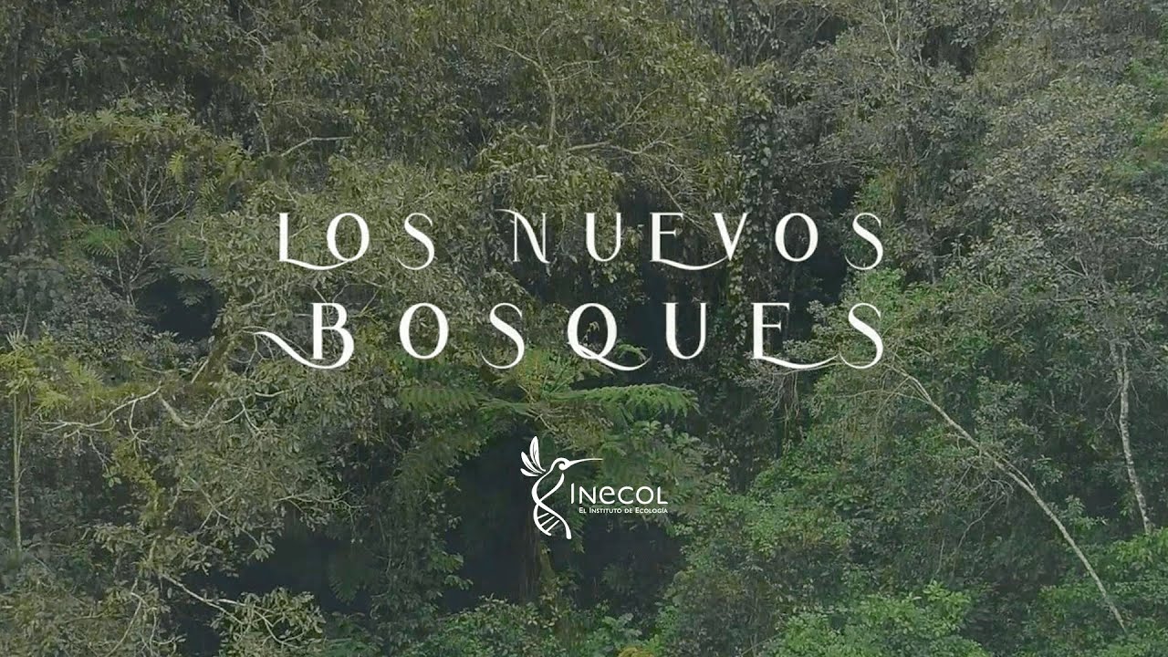 Los Nuevos Bosques