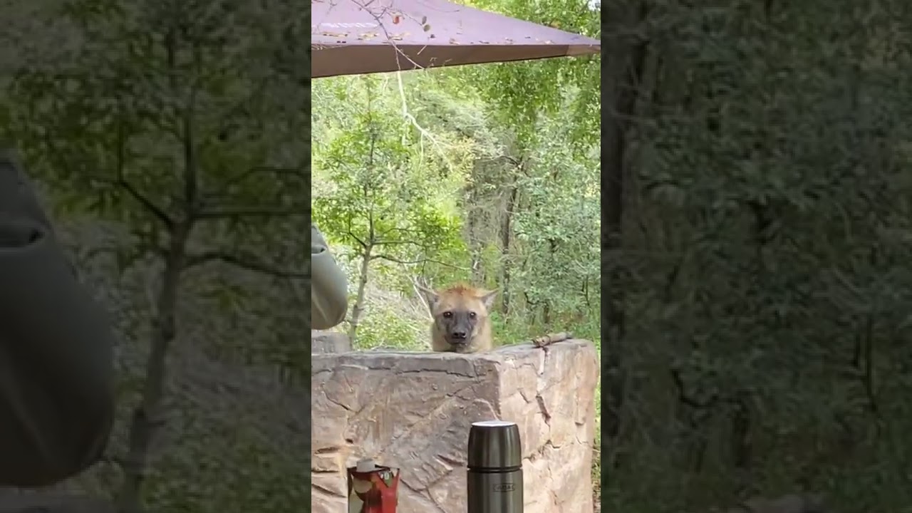 HYENA HALLO 😂😂😂 - Hyena loose in Afsaal camp in Kruger #krugernationalpark #hyena #funnyanimals